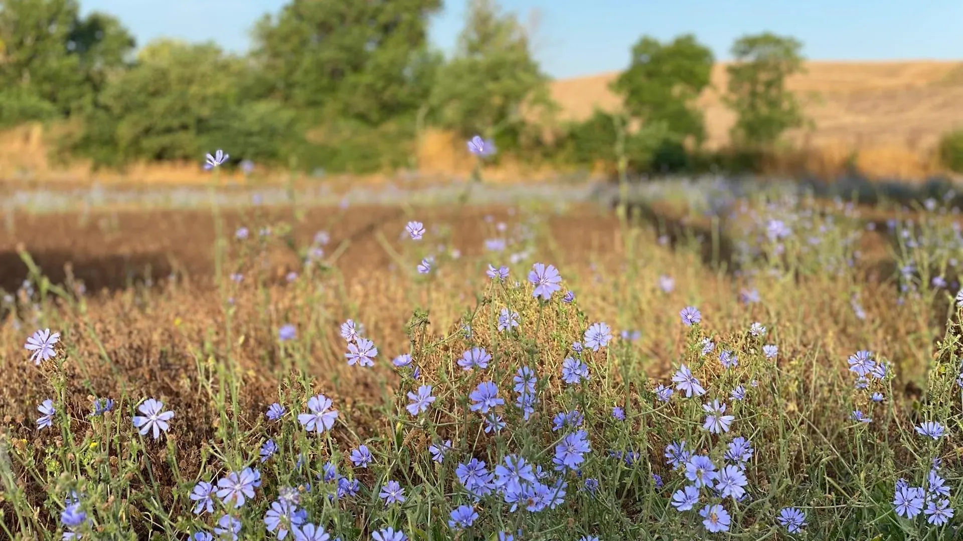 הוילה מנצ'יאנו Il Girasole Terzuolo